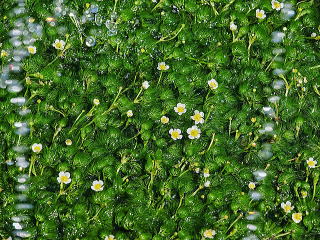 三島梅花藻の里のミシマバイカモ