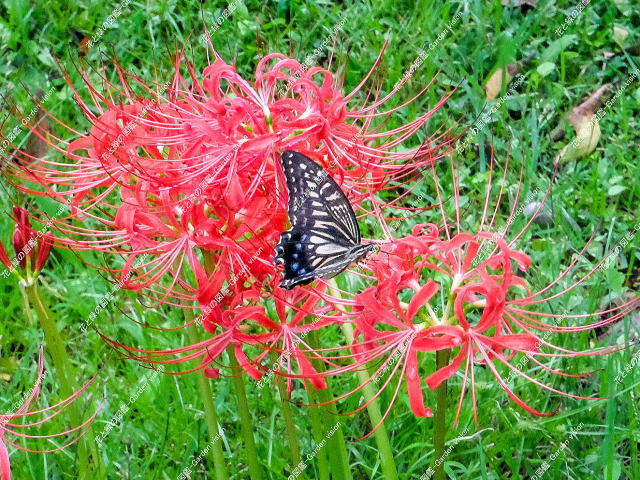 アゲハチョウ(ナミアゲハ)