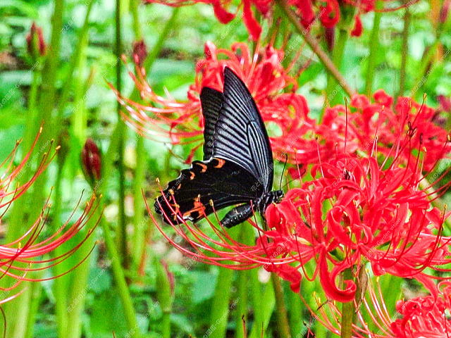 アゲハチョウ(クロアゲハ)