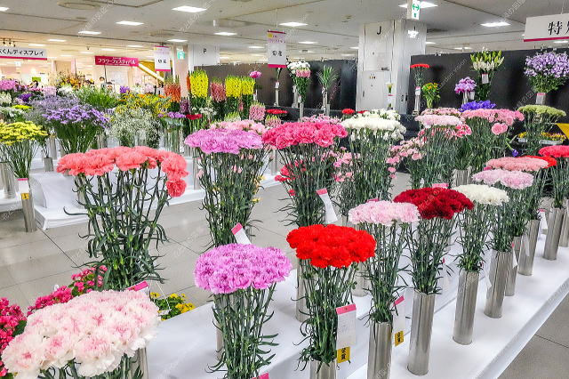 �W���̗l�q�i�؉ԁj