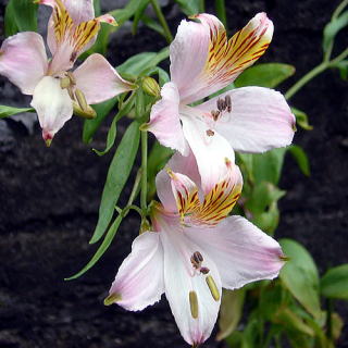 AXgẢ