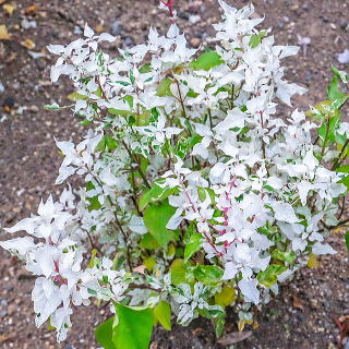 �G���W�F�����[�X