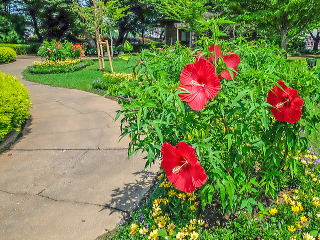 �A���f���Z�������Ō��������^�C�^���r�J�X