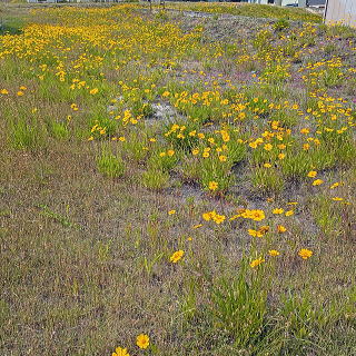 空き地に生えるオオキンケイギク