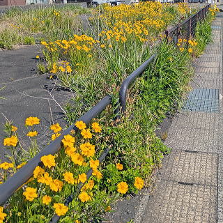 道路わきに生えるオオキンケイギク