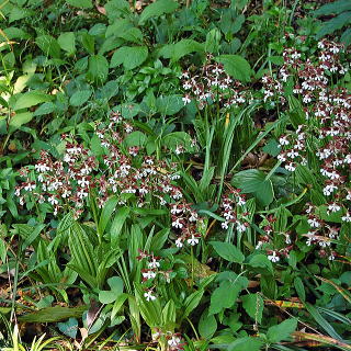 �؉A�̉��Œn�A�����ꂽ�G�r�l