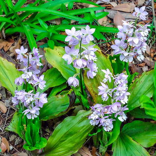 �G�r�l�̉ԁi�����j