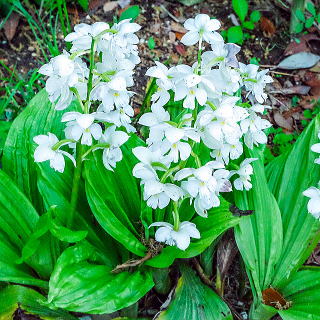 �G�r�l�̉ԁi���j