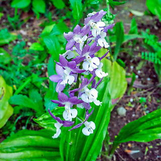 �G�r�l�̉ԁi���j