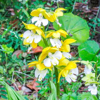 �G�r�l�̉ԁi���F�j