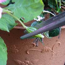 ���Ɏh����^�����