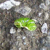 �͂�����񂾎��̊k