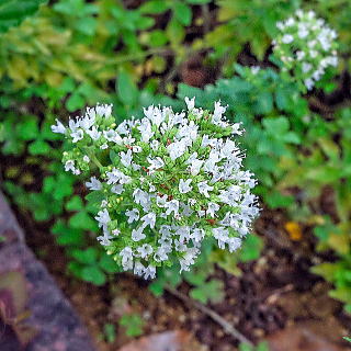 ワイルドマジョラム