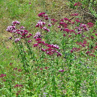 ワイルドマジョラム