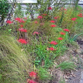 斜面に点在するように植栽した例