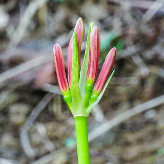 つぼみのアップ