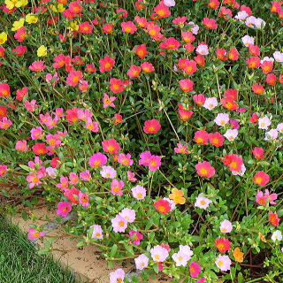 花壇の前景として植栽した例
