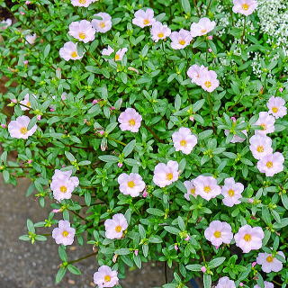 大鉢の端に植えた例