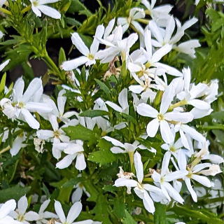 スターティアラ・ホワイト