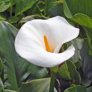 I_JCẺ