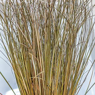 �u�����Y�J�[��