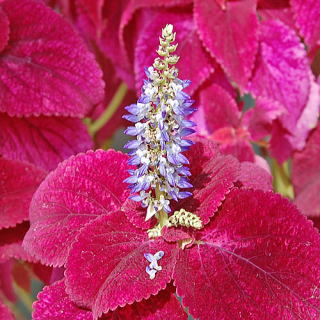 コリウスの花