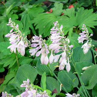 小型種の花のアップ