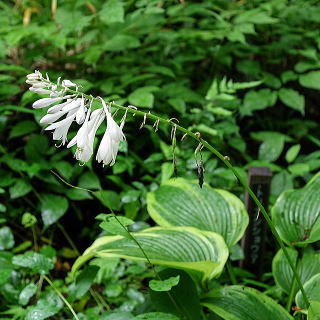 大型種の花のアップ