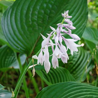 大型種の花のアップ