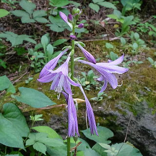 小型種の花のアップ