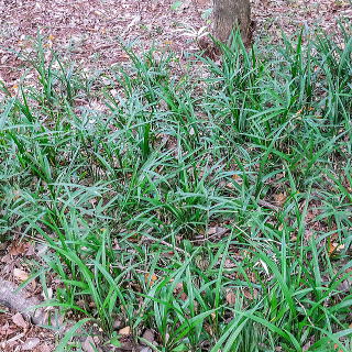 根じめ兼、グランドカバーとして植栽した例