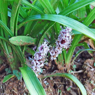 キチジョウソウの花