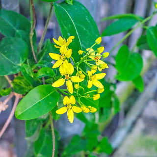 コウシュンカズラ