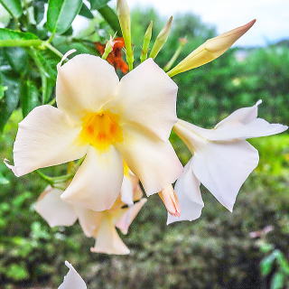 �A�v���R�b�g