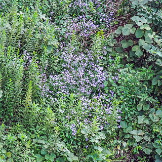 �쐶�̂悤�ɑ������~�X�g�t�����[