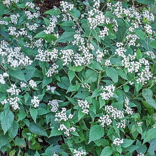 �~�X�g�t�����[�̔��Ԏ�