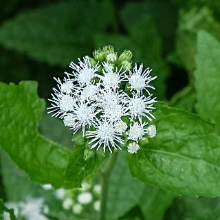 �~�X�g�t�����[�̔��Ԏ�