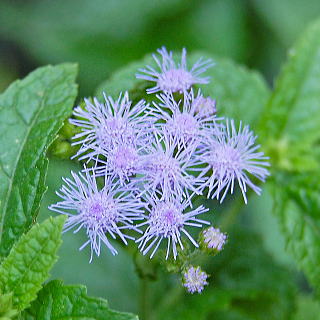 �~�X�g�t�����[�̐���