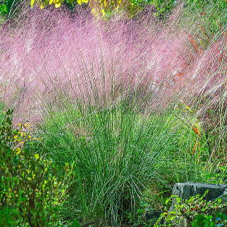 �~���[�����x���M�A�E�J�s�����X