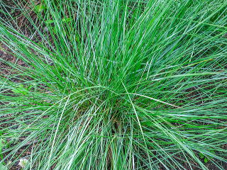 ���Ă̂���̊�