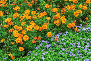 ���Ԃ̃A�Q���^���Ƒg�ݍ��킹����