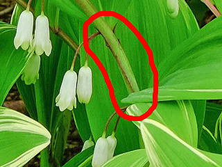 A}hŘs