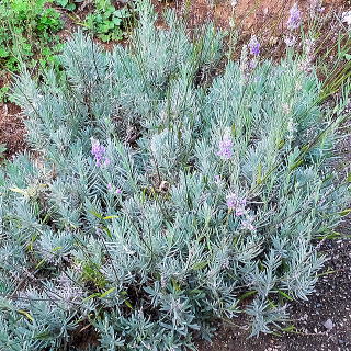 ラバンディン系「プロバンス」