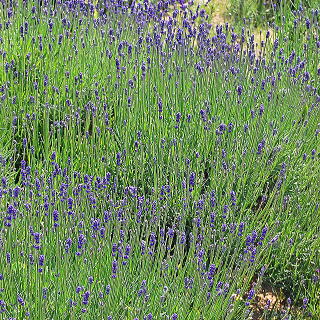 ラバンディン系