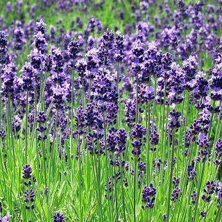 イングリッシュラベンダー