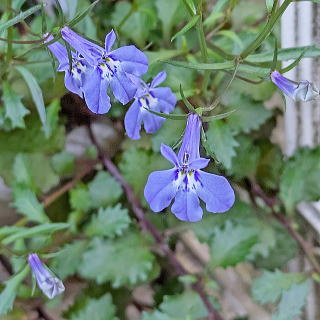 リチャードソニー