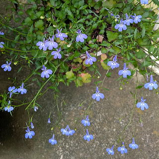 リチャードソニー