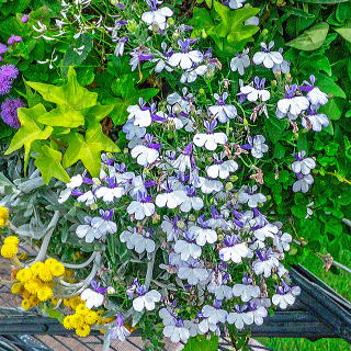 ハンギングバスケットに植えた例