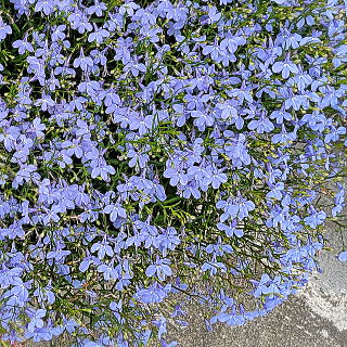 スカイフォール アクアブルー