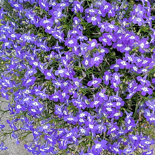 スカイフォール インディゴアイ